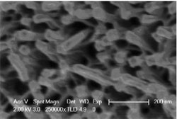 nanofins micrograph