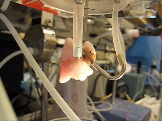 科学家造出微型人工肺可使老鼠存活6小时(图)